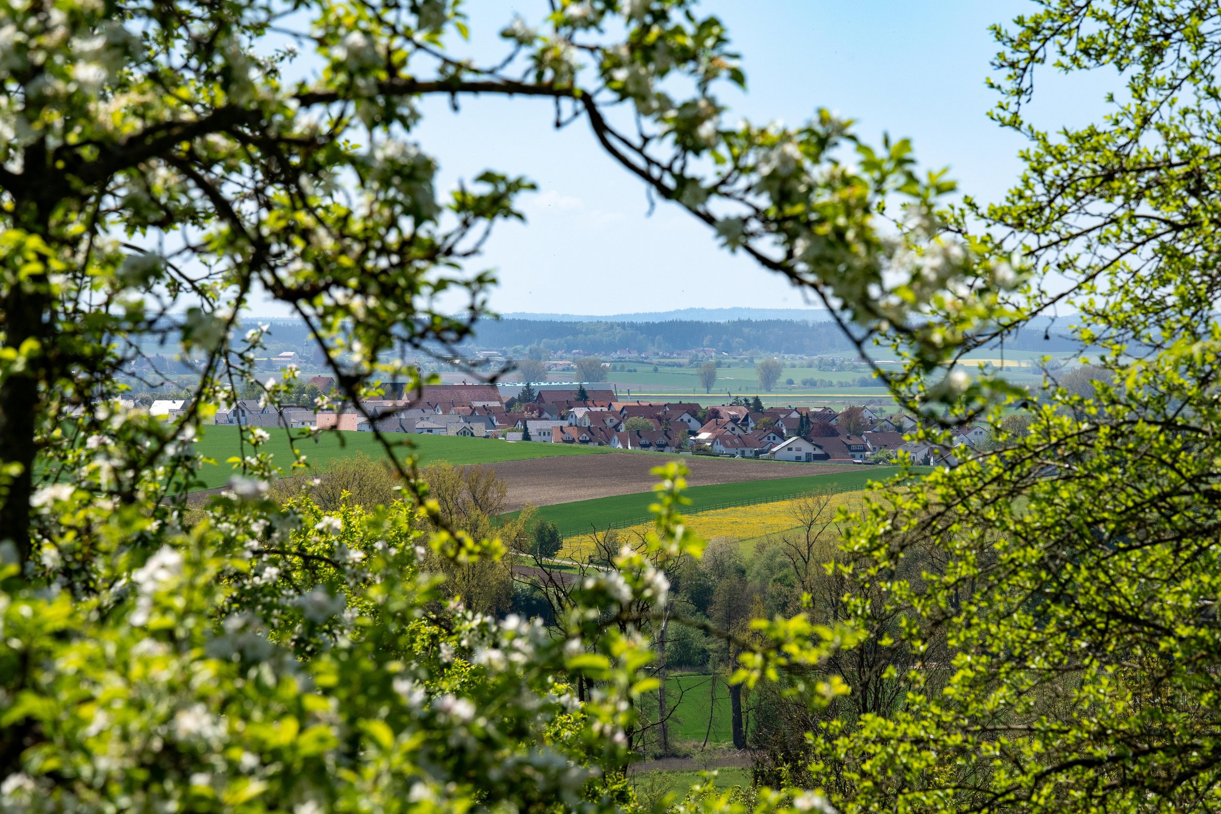 Die Äste von Apfelbäumen bilden eine Art Rahmen um die Ortschaft Nasgenstadt in der Ferne herum.