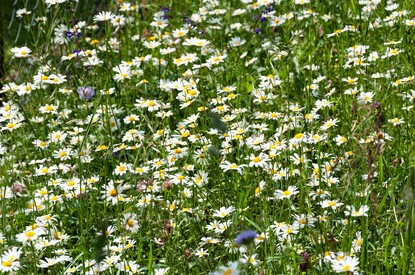 Wildblumenbeet