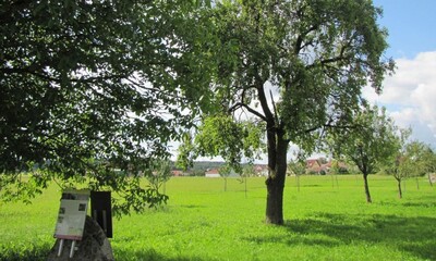 Streuobstwiese